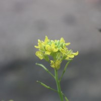 Brassica juncea (L.) Czern.